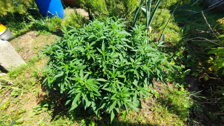 (sherbz/purpose) x black rainbow sherbet. Week 20