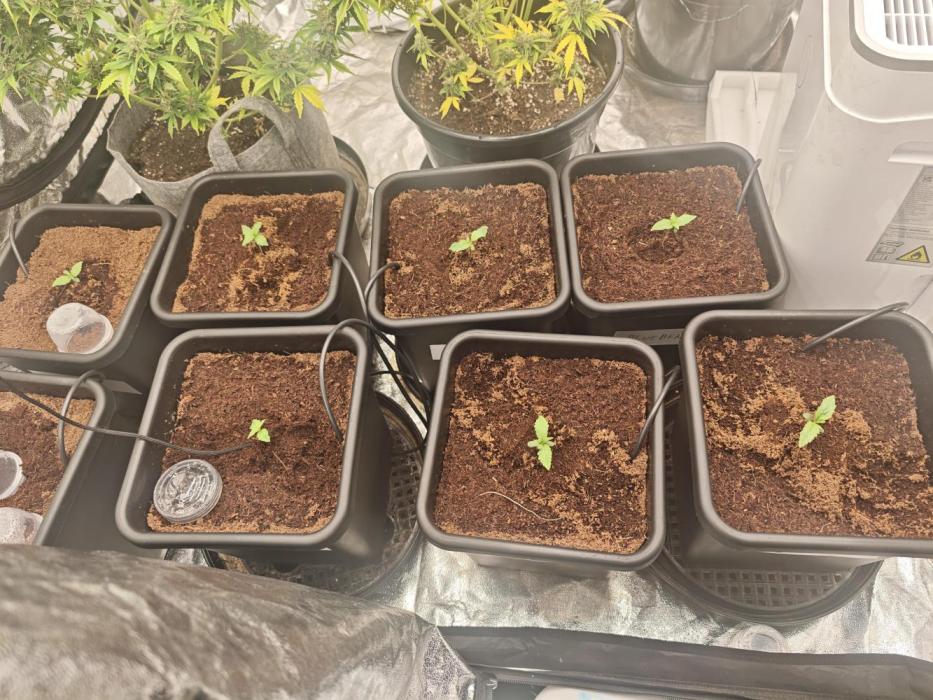 Mixed autopot run. Week 0