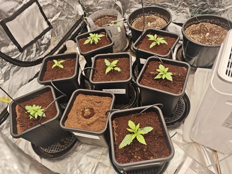 Mixed autopot run. Week 1