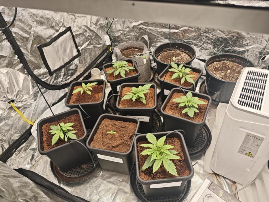 Mixed autopot run. Week 2