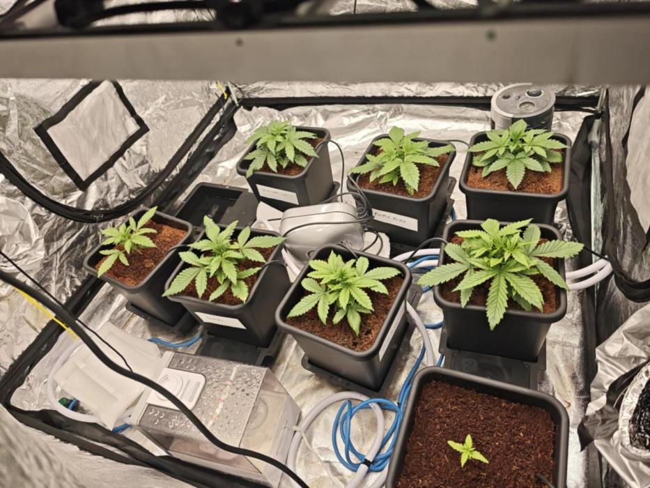 Mixed autopot run. Week 3