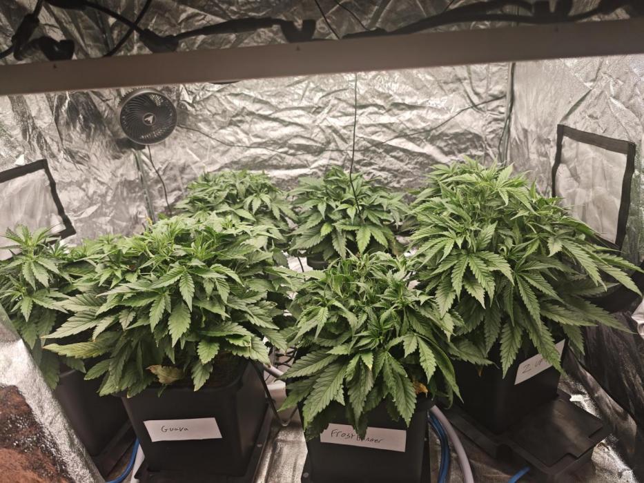 Mixed autopot run. Week 4 - Day 28