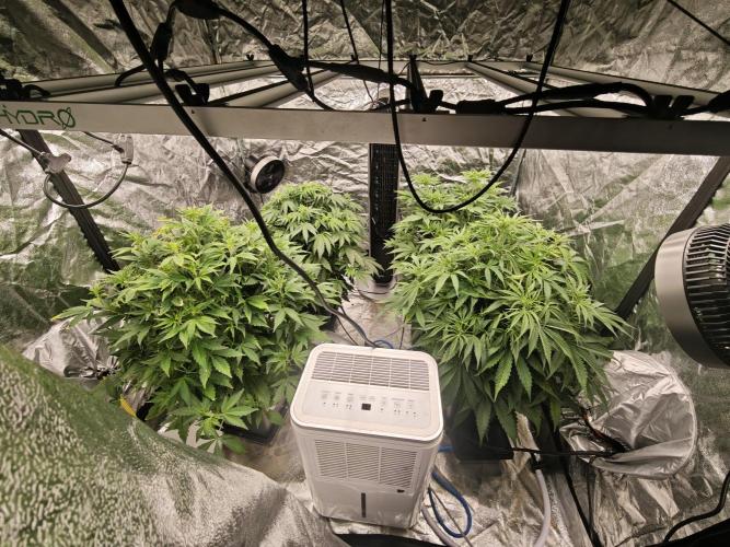 Mixed autopot run. Week 5