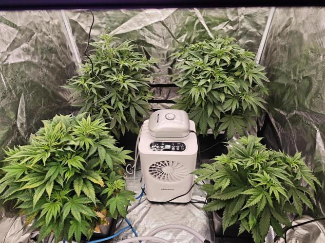 Mixed autopot run. Week 5 - Front right is big bud around 2 weeks behind the others