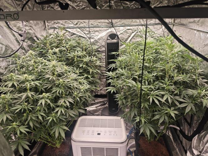 Mixed autopot run. Week 6