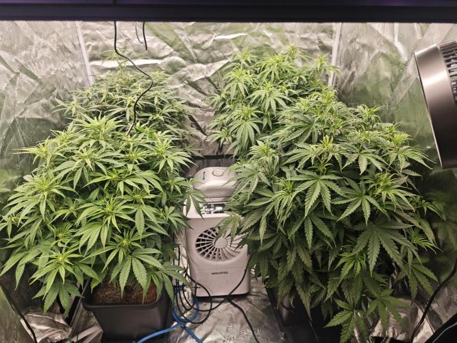 Mixed autopot run. Week 6