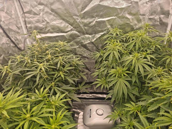 Mixed autopot run. Week 6