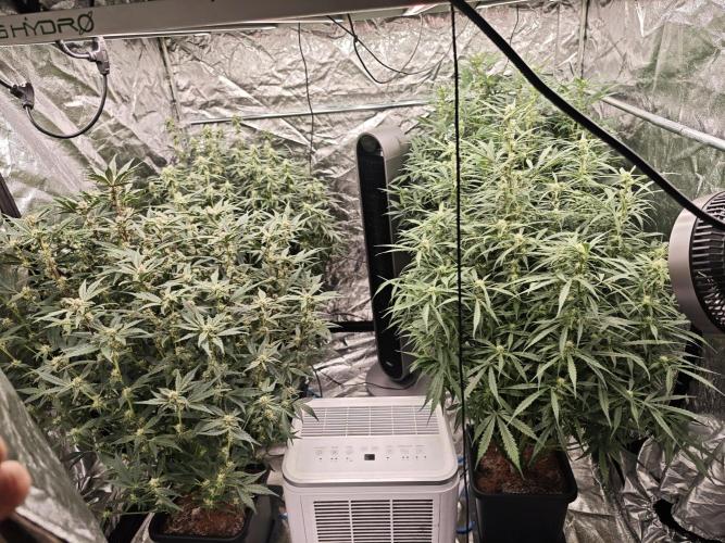 Mixed autopot run. Week 7