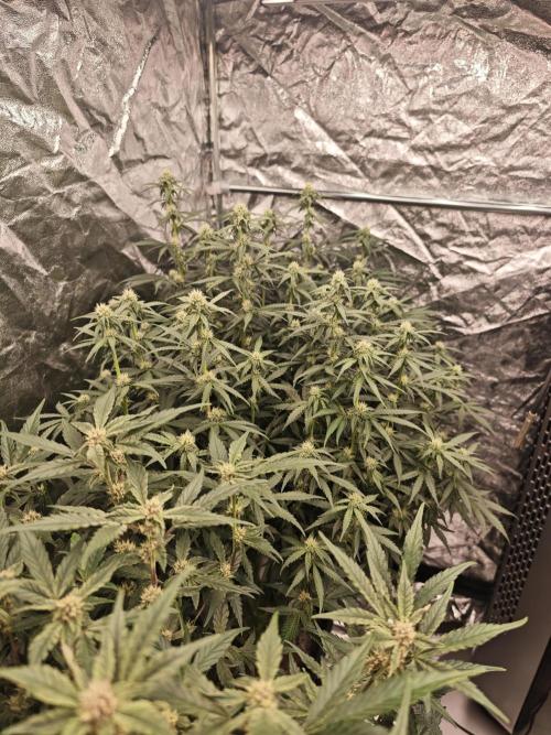 Mixed autopot run. Week 7