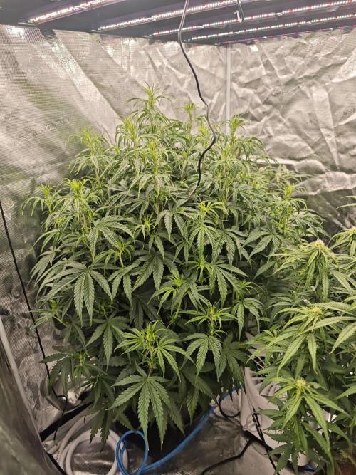 Mixed autopot run. Week 7