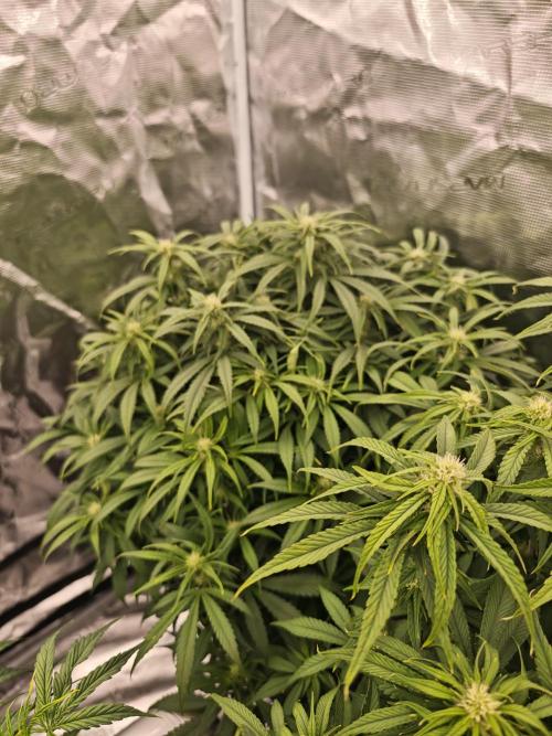 Mixed autopot run. Week 7