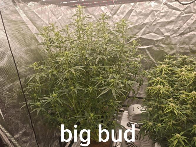 Mixed autopot run. Week 8