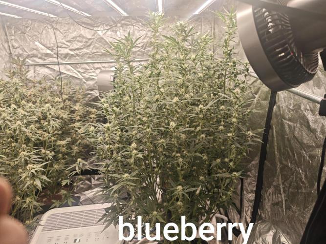 Mixed autopot run. Week 8