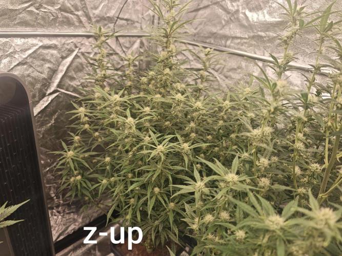 Mixed autopot run. Week 8