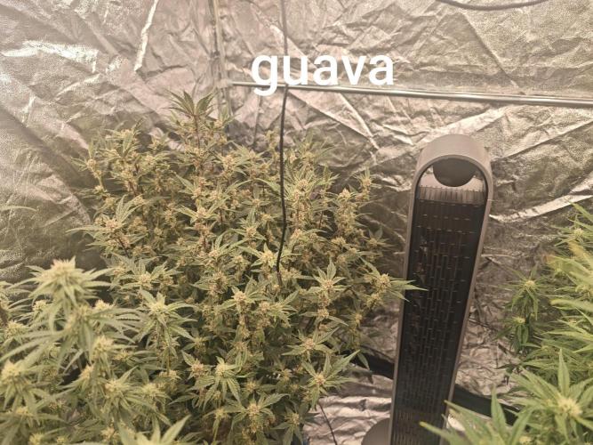 Mixed autopot run. Week 8