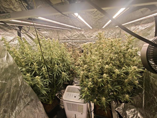 Mixed autopot run. Week 9 - Front left Big bud front right blueberry 