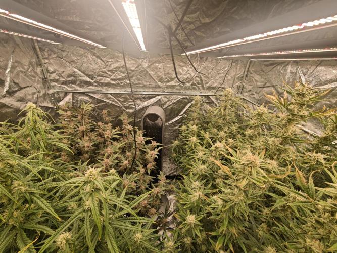 Mixed autopot run. Week 9 - Back left guava back right z-up