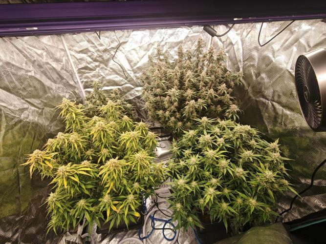 Mixed autopot run. Week 9 - Back left strawberry gorilla back right Tropicana cookies front left frostbanger