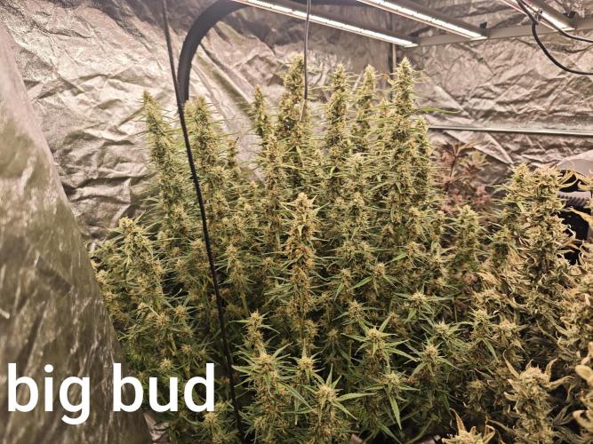 Mixed autopot run. Week 10