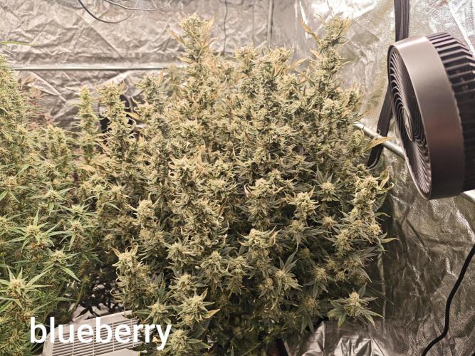 Mixed autopot run. Week 10