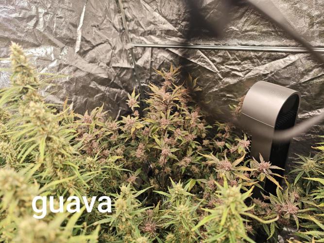 Mixed autopot run. Week 10