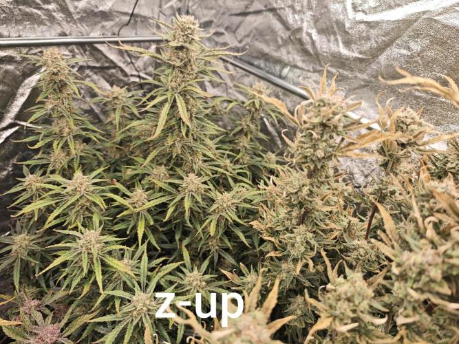 Mixed autopot run. Week 10