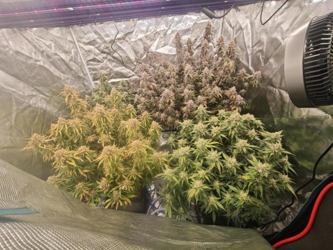 Mixed autopot run. Week 10