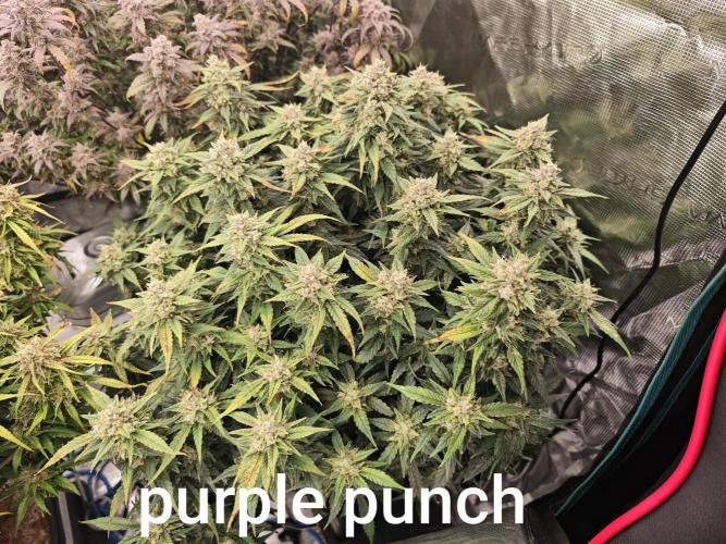 Mixed autopot run. Week 10