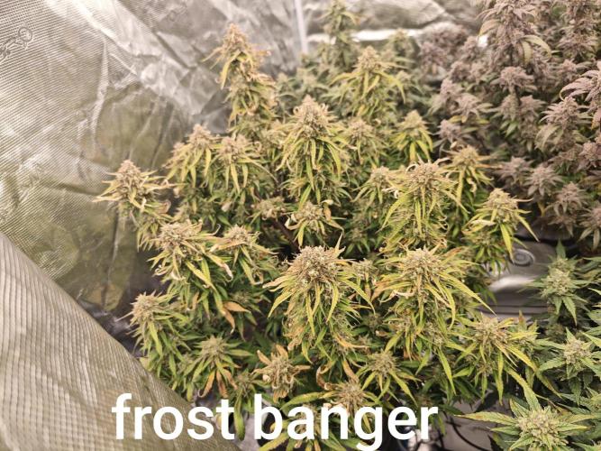 Mixed autopot run. Week 10