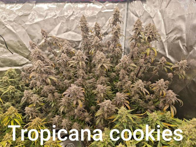 Mixed autopot run. Week 10