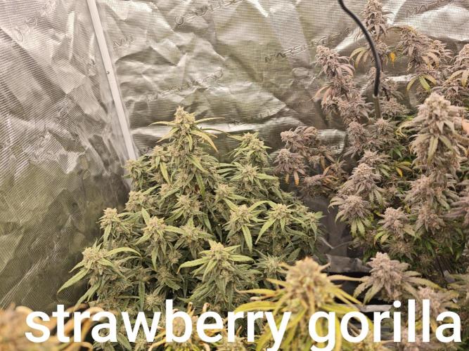 Mixed autopot run. Week 10