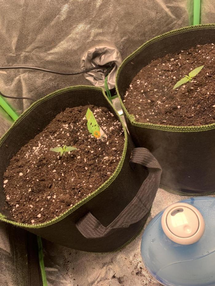 Royal biscotti, royal critical auto. Week 0 - On the left is the critical auro to the right is a pheno royal biscotti 
