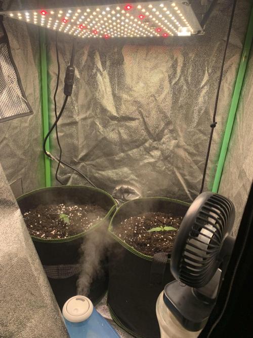 Royal biscotti, royal critical auto. Week 1 - Week 1