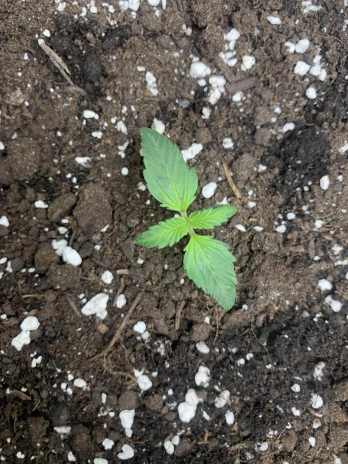 Royal biscotti, royal critical auto. Week 1 - Week 1 Critical