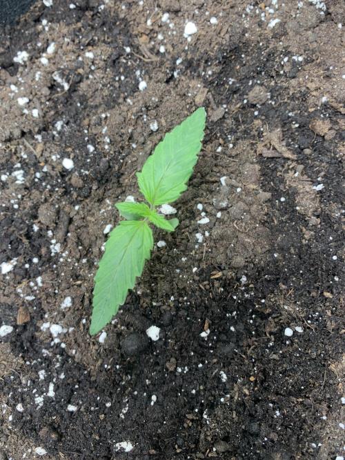 Royal biscotti, royal critical auto. Week 1 - Week 1 Pheno Biscotti