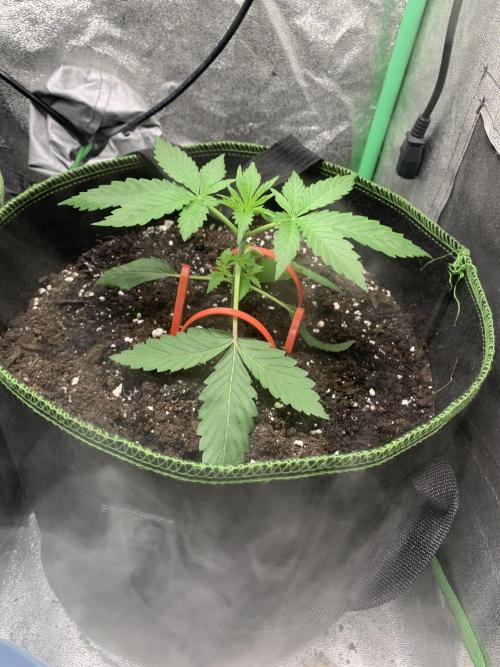 Royal biscotti, royal critical auto. Week 3 - Biscotti