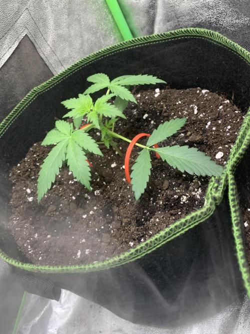 Royal biscotti, royal critical auto. Week 3 - Auto crutical