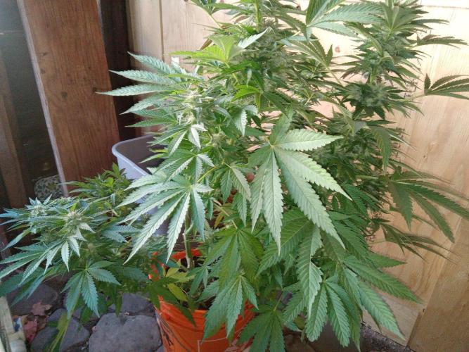 Quebec Blue Q.C.S. Week 11