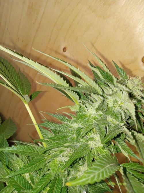 Quebec Blue Q.C.S. Week 11