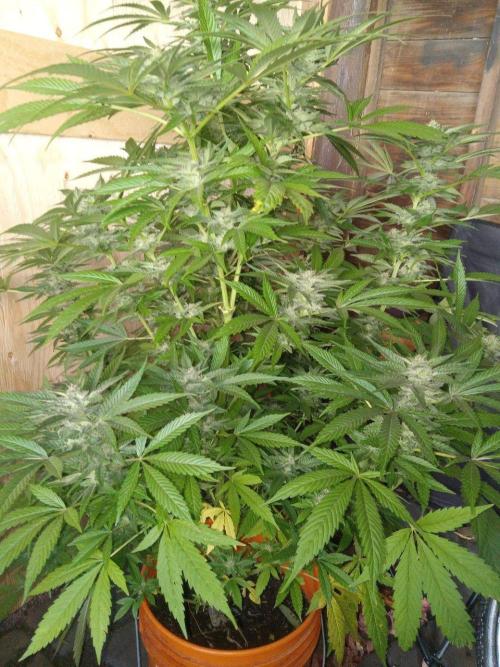 Quebec Blue Q.C.S. Week 11