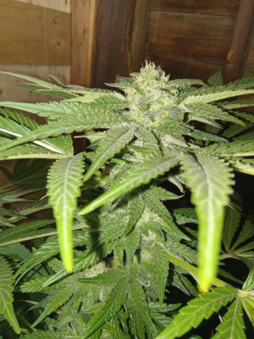 Quebec Blue Q.C.S. Week 11