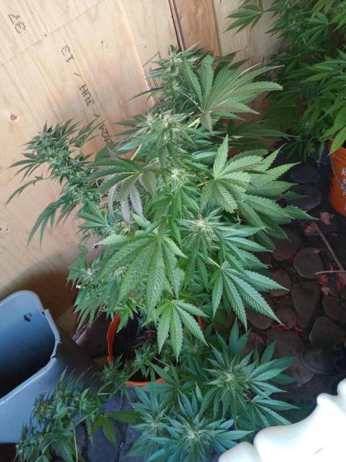 Quebec Blue Q.C.S. Week 11