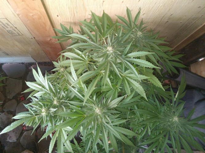 Quebec Blue Q.C.S. Week 11