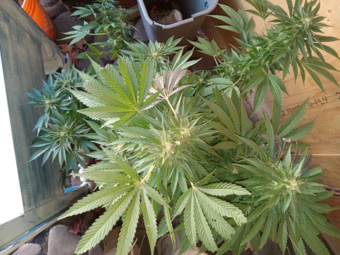 Quebec Blue Q.C.S. Week 11