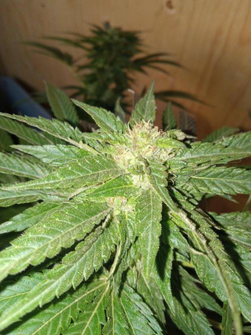 Quebec Blue Q.C.S. Week 11