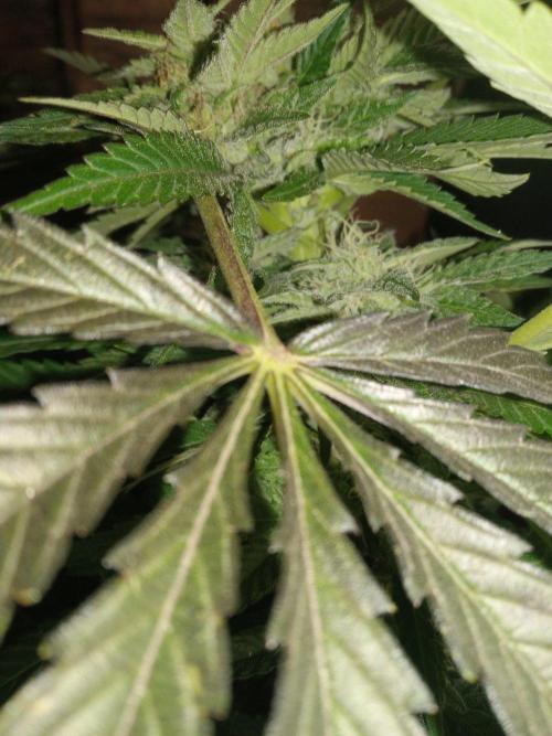 Quebec Blue Q.C.S. Week 11