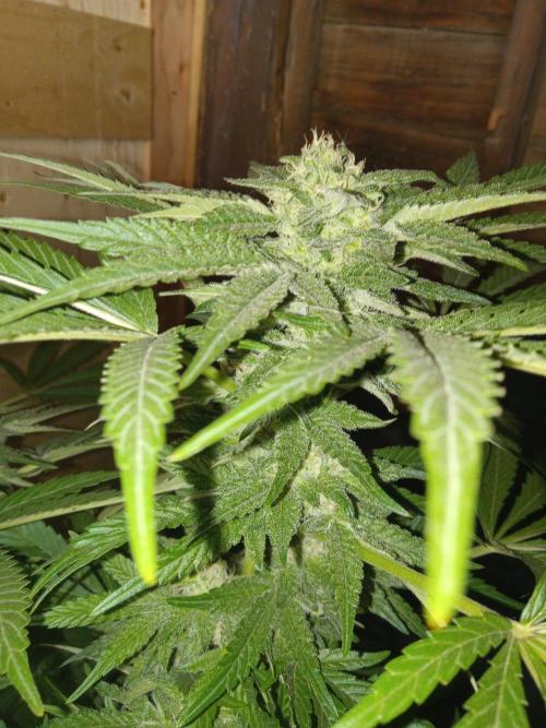 Quebec Blue Q.C.S. Week 11