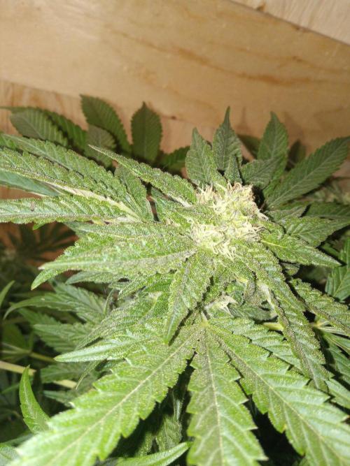 Quebec Blue Q.C.S. Week 11
