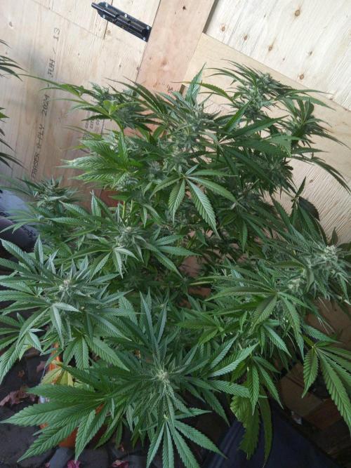 Quebec Blue Q.C.S. Week 11