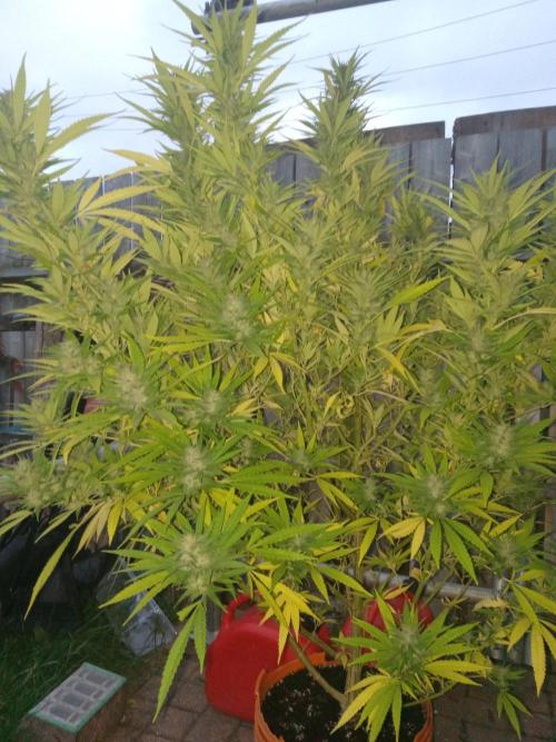 Quebec Blue Q.C.S. Week 12